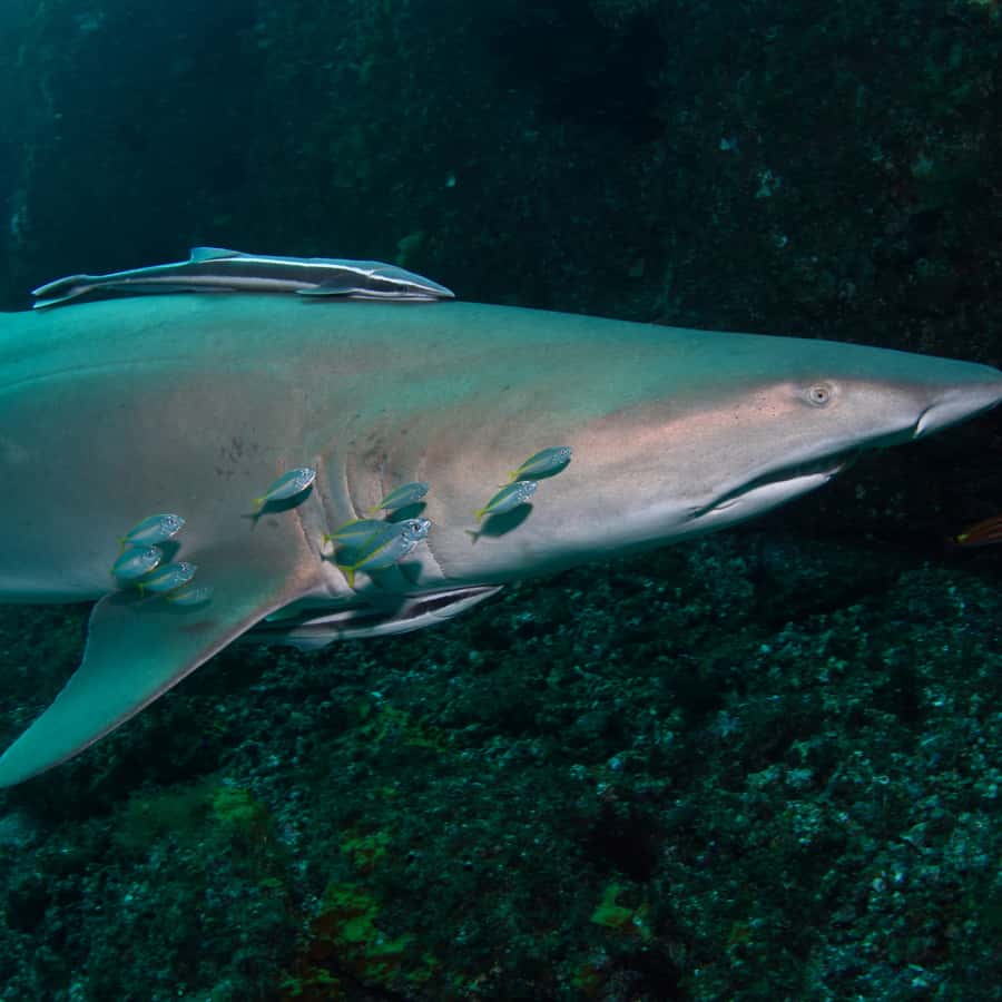Bondi: Shark Dive at Bushrangers Bay for Certified Divers - Practical preparation for a better day