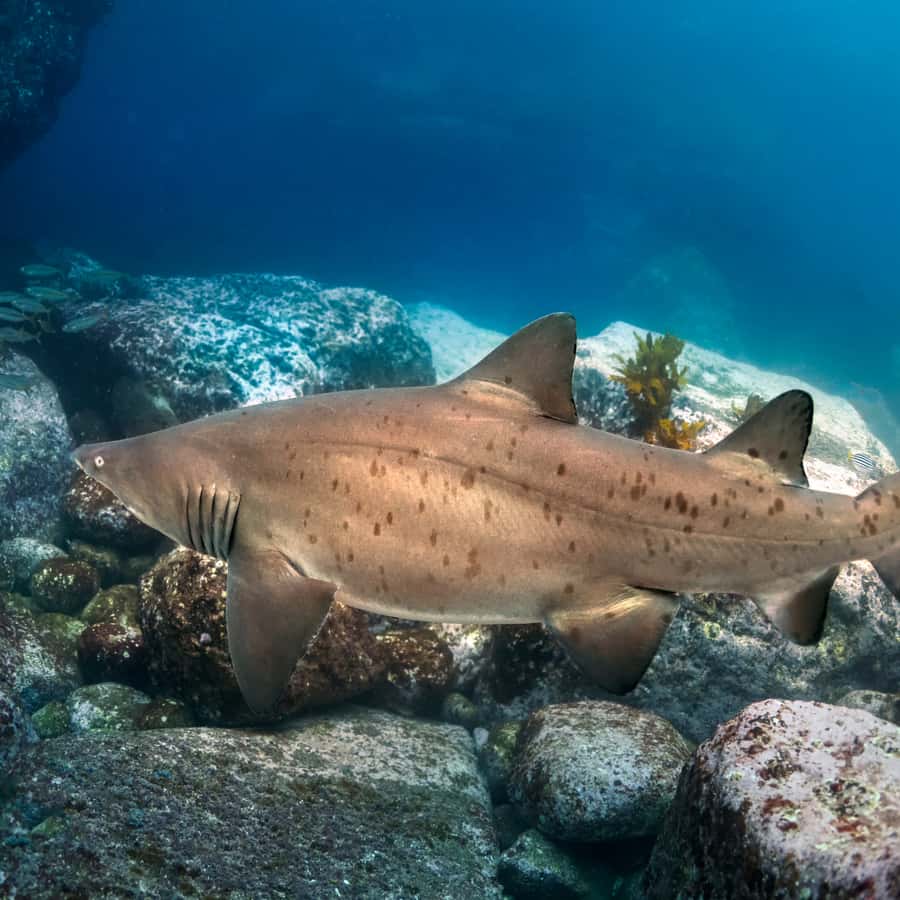 Bondi: Shark Dive at Bushrangers Bay for Certified Divers - Why two underwater sessions are worth having