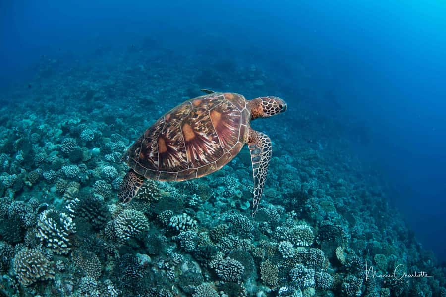 Bora Bora: 1 afternoon dive for certified divers - Why this short afternoon outing works well in Bora Bora