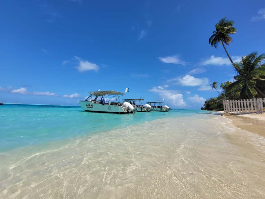 Bora Bora: 1 afternoon dive for certified divers - One 45 to 60 minute underwater session