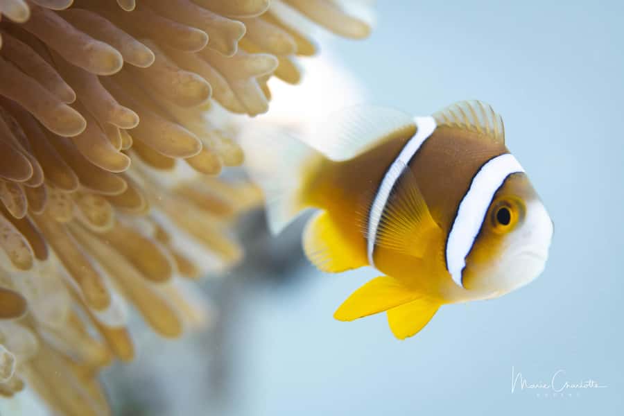 Bora Bora: 1 afternoon dive for certified divers - The briefing sets the tone for the session