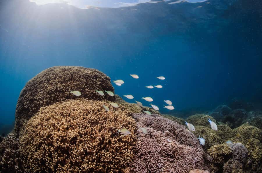 Bora Bora: Introductory Dive - Practical details before you book