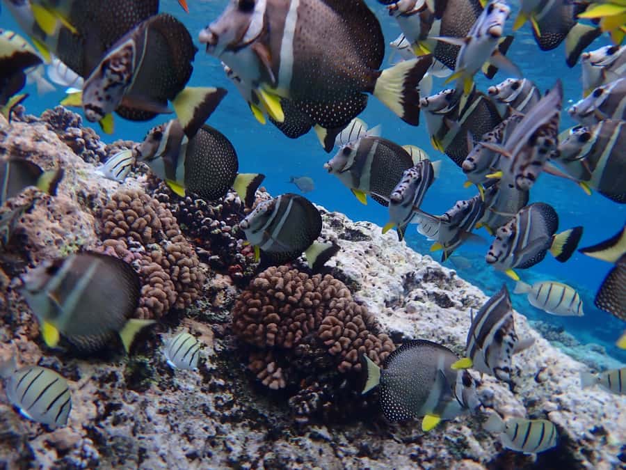 Bora Bora: Introductory Dive - What happens during the two-hour outing