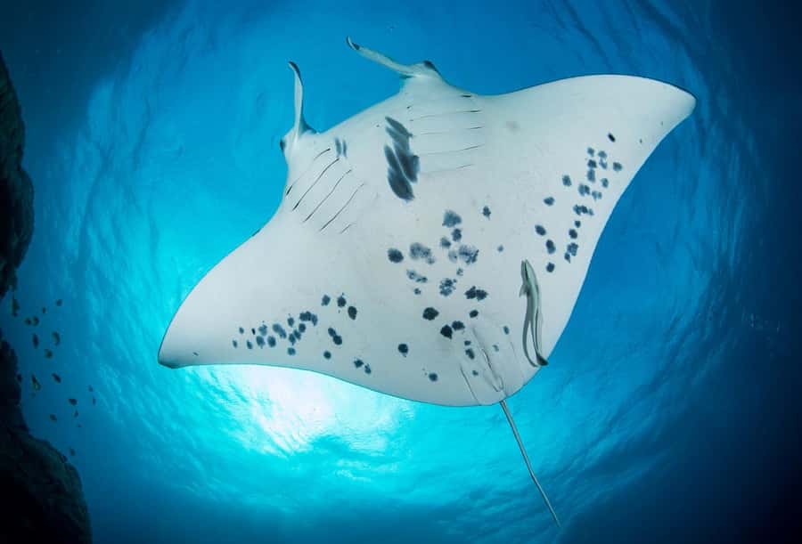 Bora Bora: Morning 2 tank dive for certified divers - Key points at a glance