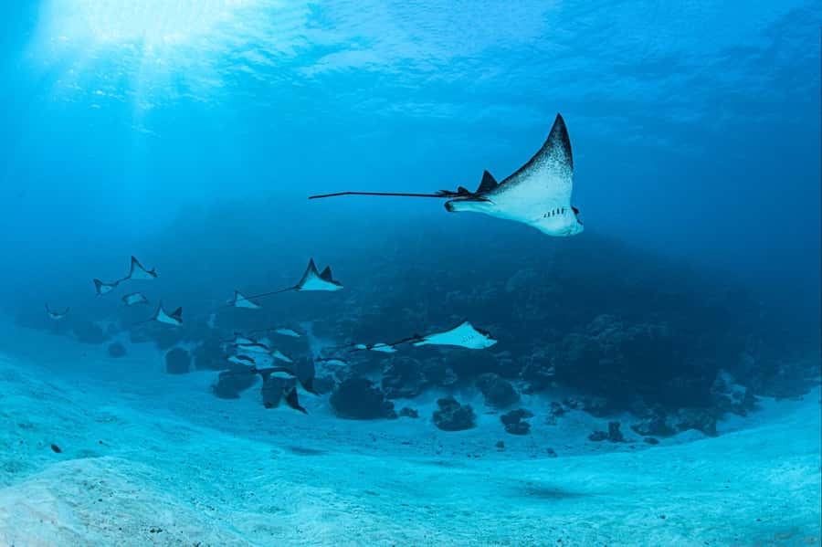 Bora Bora: Morning 2 tank dive for certified divers - Why this morning works well for Bora Bora