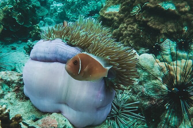 Bubblemaker Dive for 8 and 9 year olds in Koh Kood or Koh Rang - Food, drinks, gear, and the value of the price