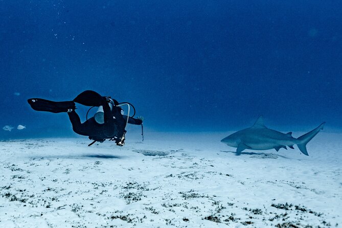 Bull Shark Dive in Playa del Carmen – Dive Machine Experience - Meeting bull sharks at Playa del Carmen’s Shark Point
