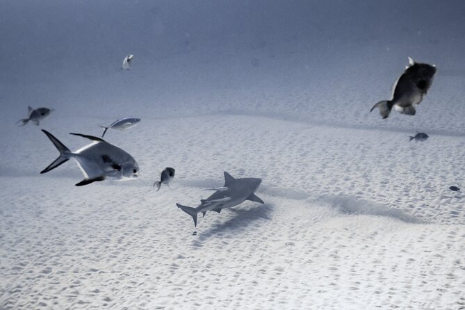 Bull Shark Dive in Playa del Carmen – Dive Machine Experience - A second boat stop for reef life and color