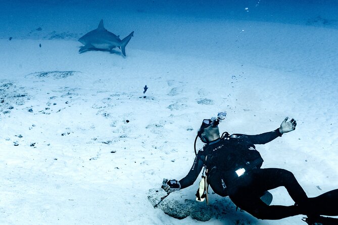 Bull Shark Dive in Playa del Carmen – Dive Machine Experience - Safety, instruction, and the Universal Inclusion approach