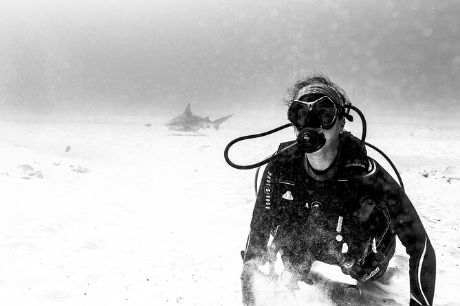 Bull Shark Dive in Playa del Carmen – Dive Machine Experience - Who will get the most from this morning