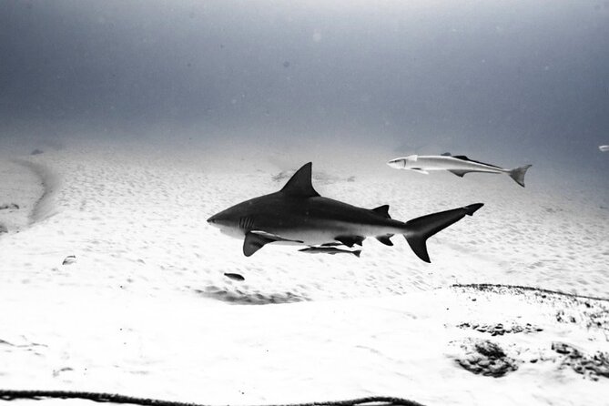 Bull Shark Dive in Playa del Carmen – Dive Machine Experience - What the $199 price really covers
