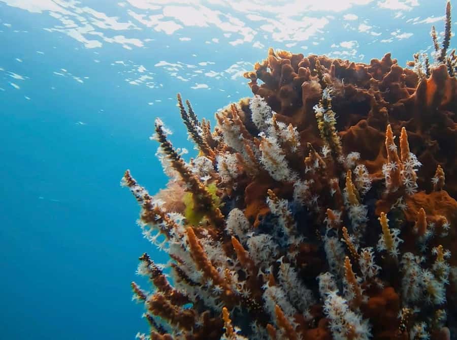 Busselton: Jetty Scuba Dive Tours with Underwater Sculptures - What you can see beneath the timber structure