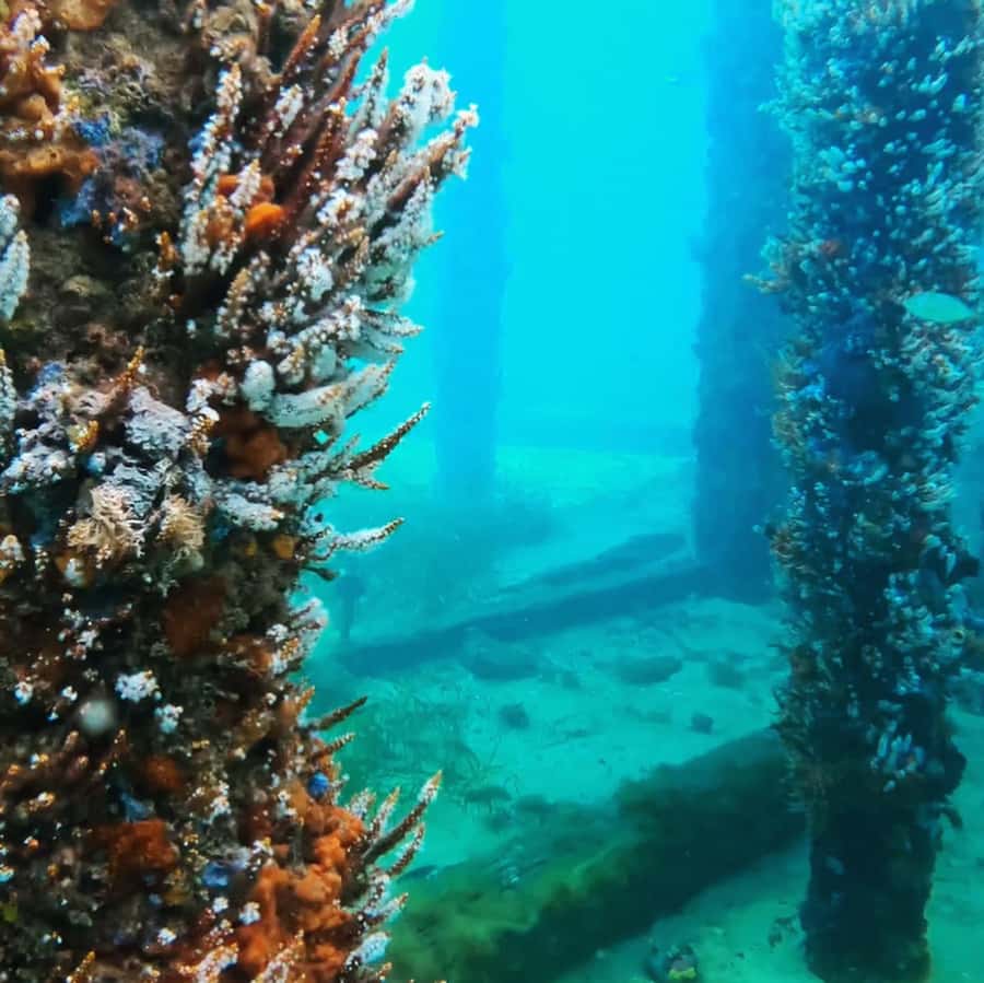 Busselton: Jetty Scuba Dive Tours with Underwater Sculptures - A guided route through the sculpture trail
