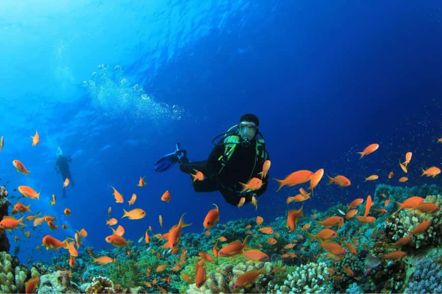 Buzios - DIVING EXPERIENCE - What this Búzios reef experience is really like