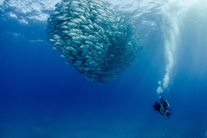 Cabo Pulmo 2 Tank Certified Dive with Lunch - Key points to know before you book