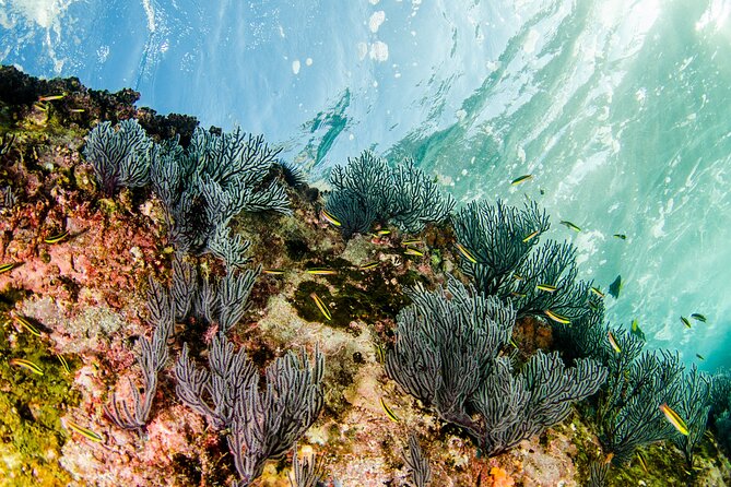 Cabo Pulmo 2 Tank Certified Dive with Lunch - What the $279 price really covers