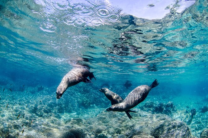 Cabo Pulmo 2 Tank Certified Dive with Lunch - Two underwater sessions with only four divers