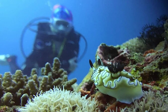 Cabo San Lucas 2 Tank Scuba Diving - Is $150.54 a fair price?