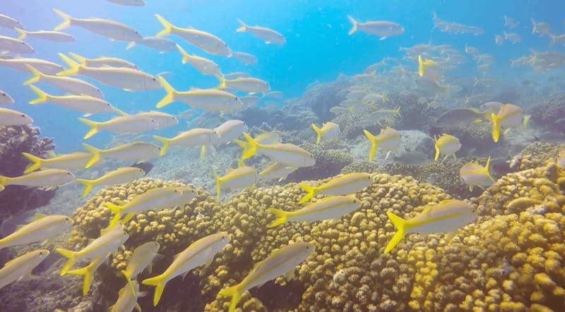 Cabo San Lucas: Beginners Diving Experience w/ Water & Snack - How this compares with a standard sightseeing boat trip