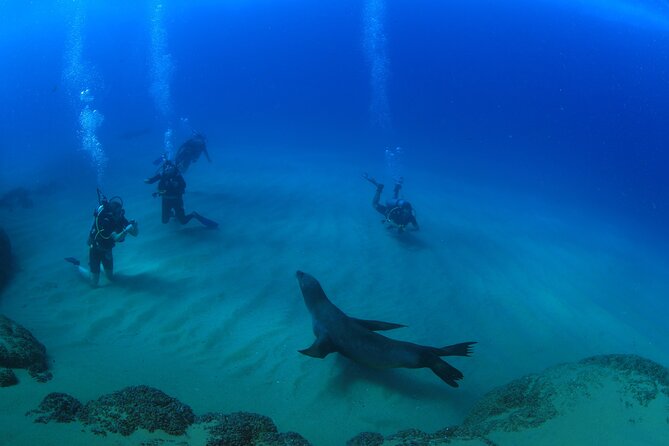 Cabo San Lucas Certified 2 Tank Dive at the Famous Arch and Land's End - What the two tanks may include