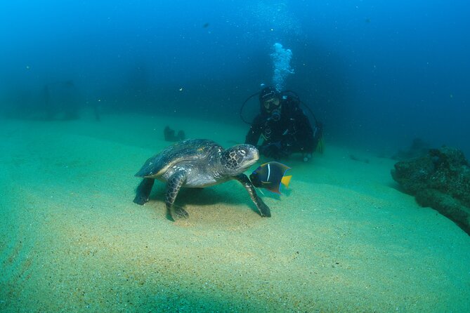 Cabo San Lucas Certified 2 Tank Dive at the Famous Arch and Land's End - Who will get the most from this outing