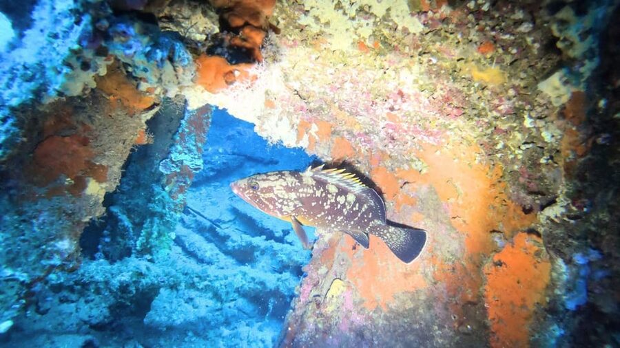 Cagliari: Discover scuba diving for Beginners - Exploring the rocks and small caves