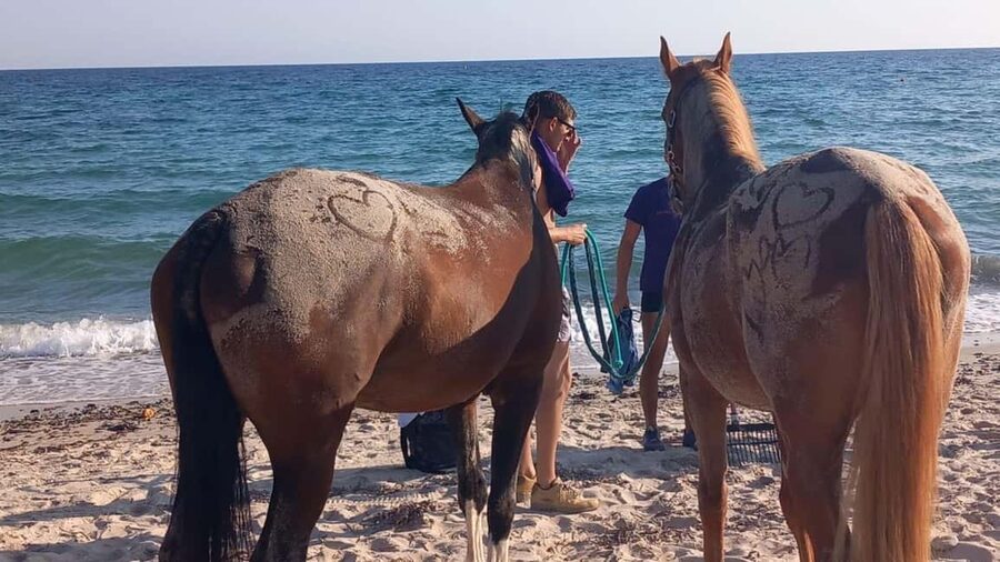 Cagliari: horseback riding with sunrise dive - A Sunrise Start at Flumini Beach