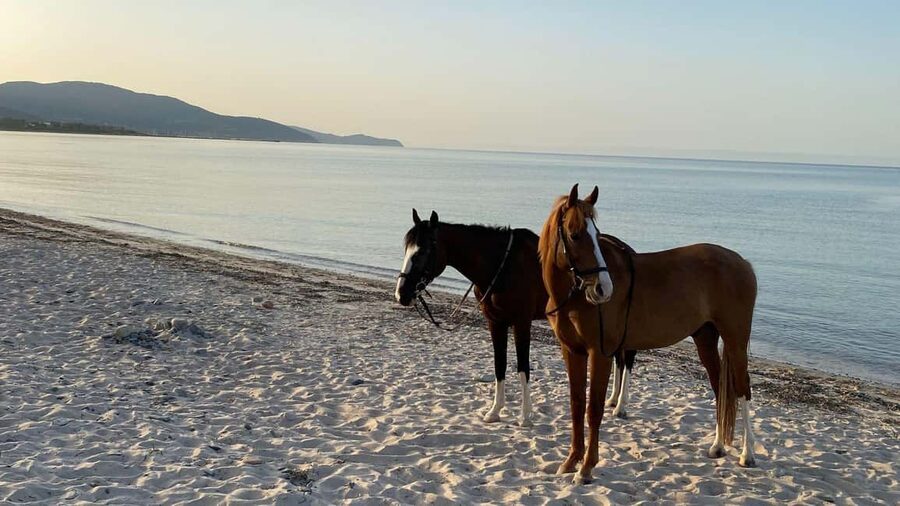 Cagliari: horseback riding with sunrise dive - What the Instructor Adds