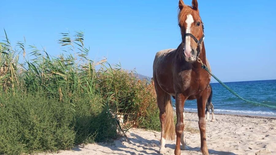Cagliari: horseback riding with sunrise dive - A Good Fit for a Cagliari Morning