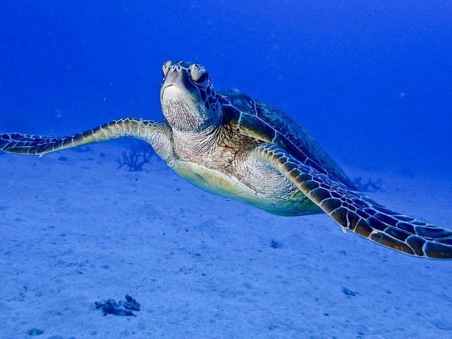 Cairns: 2-Day Great Barrier Reef Dive and Snorkel Boat Trip - Should you book this two-day reef trip?