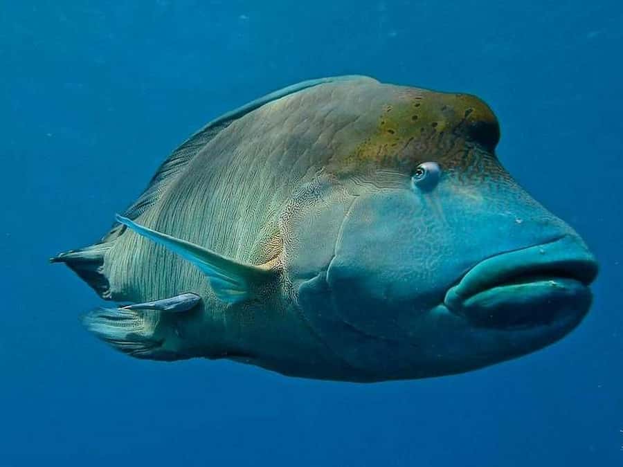 Cairns: 2-Day Great Barrier Reef Dive and Snorkel Boat Trip - Food, bunks, and life between water sessions
