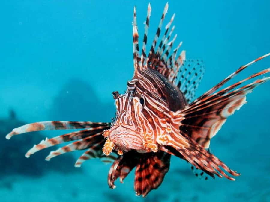 Cairns: 2-Day Great Barrier Reef Dive and Snorkel Boat Trip - Weather, waves, and the honest trade-off