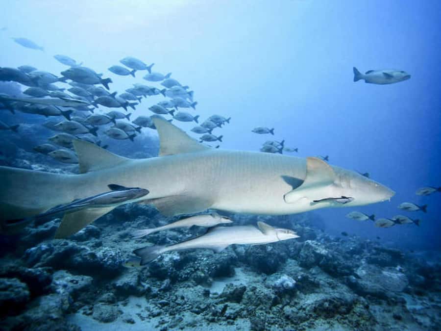 Cairns: 2-Day Great Barrier Reef Dive and Snorkel Boat Trip - Is $466 good value?