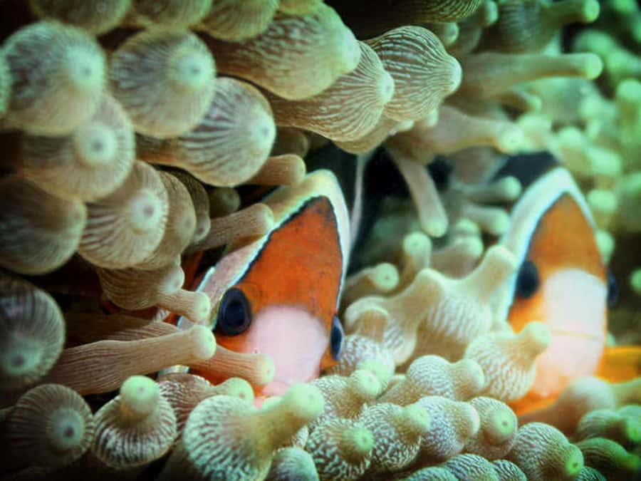 Cairns: 2-Day Great Barrier Reef Dive and Snorkel Boat Trip - Who will enjoy Coral Sea Dreaming most?