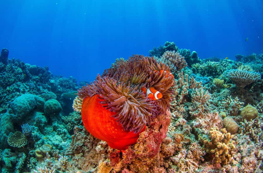 Cairns: Best Value All-inclusive Reef Trip With Scuba Dive - What the $184 fare really includes