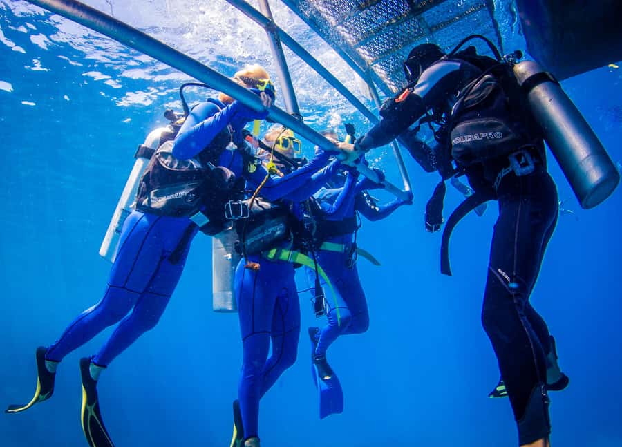Cairns: Best Value All-inclusive Reef Trip With Scuba Dive - The return trip with wine and cheese