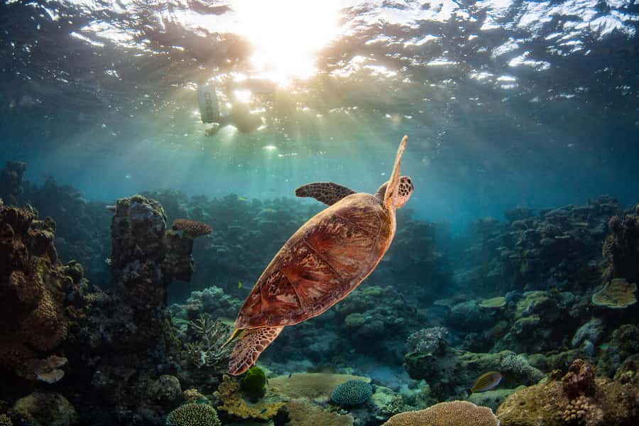 Cairns: Best Value All-inclusive Reef Trip With Scuba Dive - Who should book this Cairns reef trip?
