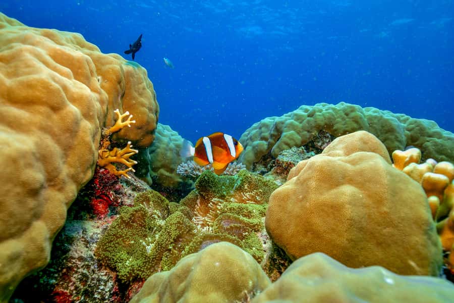 Cairns: Great Barrier Reef Premium Diving Full Day Tour - Two outer reef sites, five hours in the water