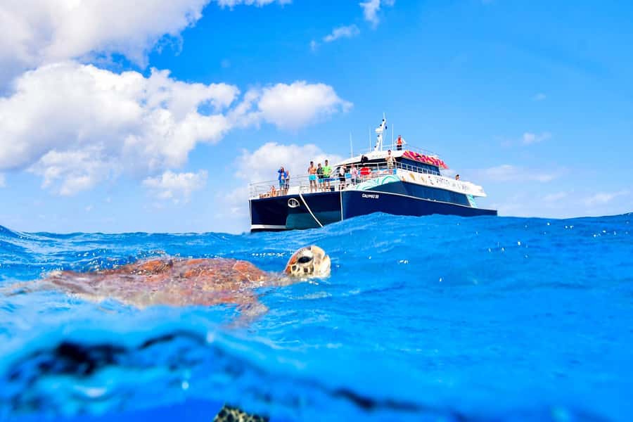Cairns: Great Barrier Reef Premium Diving Full Day Tour - Should you book this reef experience?