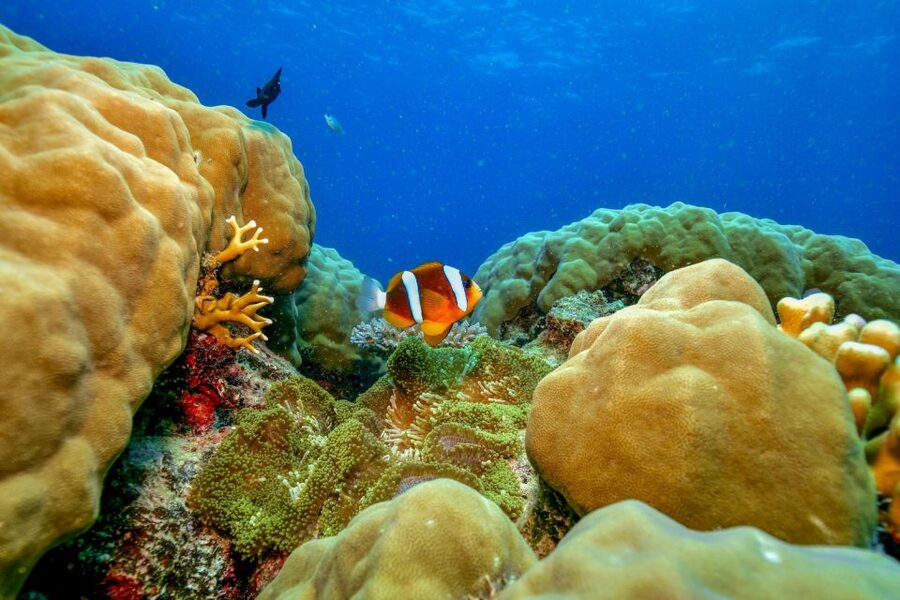 Cairns: Great Barrier Reef Premium Diving Full Day Tour - Indigenous stories that give the reef a wider meaning
