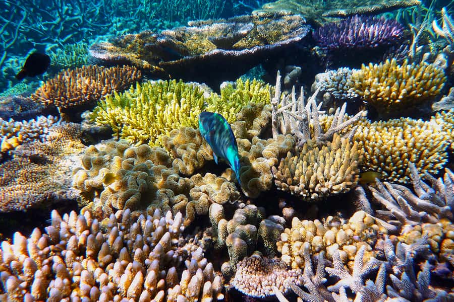 Cairns: Outer and Coral Cay Snorkel and Dive Cruise - Why six reef hours changes the day