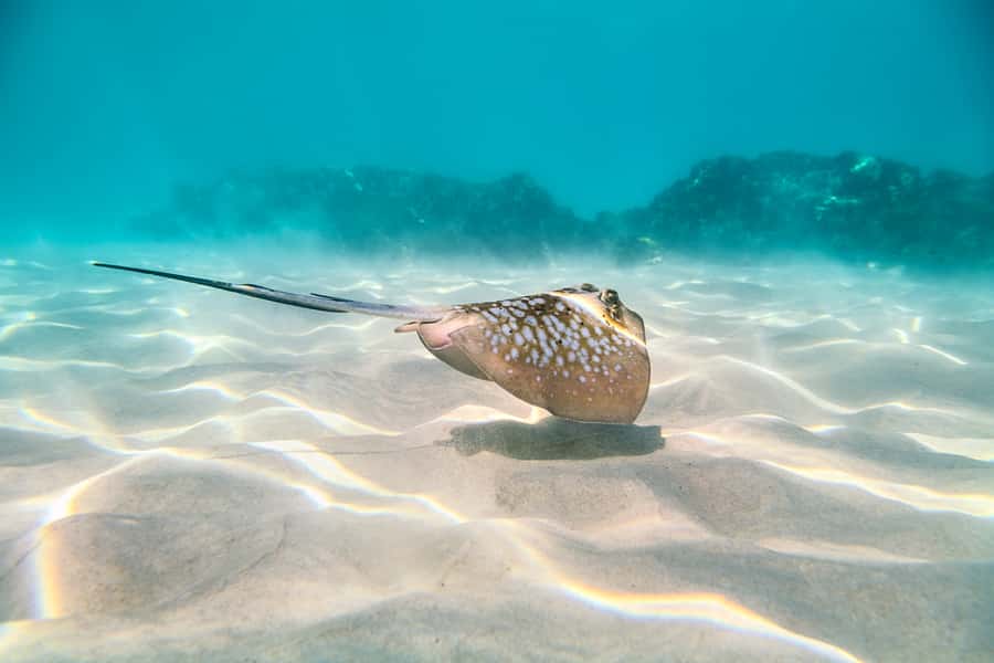 Cairns: Outer and Coral Cay Snorkel and Dive Cruise - Upolu Cay and the Aquarium setting