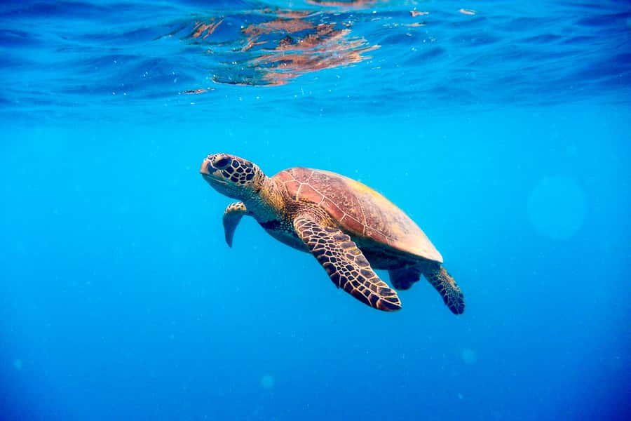 Cairns: Outer and Coral Cay Snorkel and Dive Cruise - Lunch with prawns, salmon, and plenty of choice