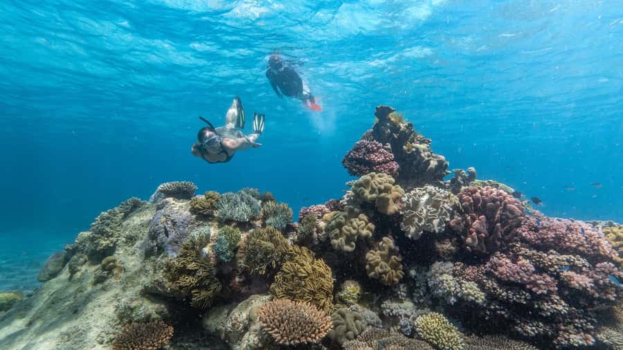 Cairns: Premium Snorkelling and Diving Reef Day Trip - Why the two-site plan matters