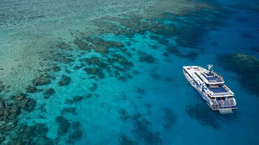 Cairns: Premium Snorkelling and Diving Reef Day Trip - What your first reef session feels like
