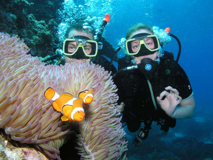 Cairns: Pro Dive Great Barrier Reef 3 Day/2 Night Dive Trip - Night sessions for a different view