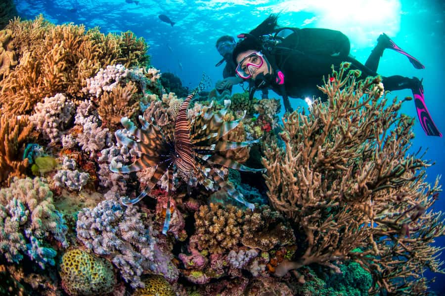 Cairns: Pro Dive Great Barrier Reef 3 Day/2 Night Dive Trip - Who should book this trip?