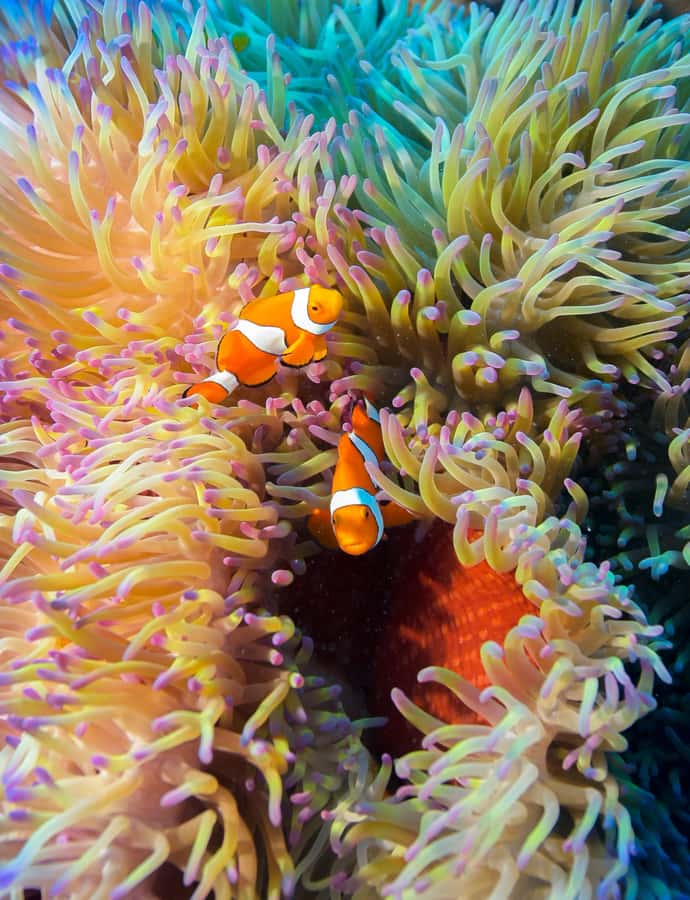 Cairns: Pro Dive Great Barrier Reef 3 Day/2 Night Dive Trip - Should you book the Pro Dive Cairns liveaboard?