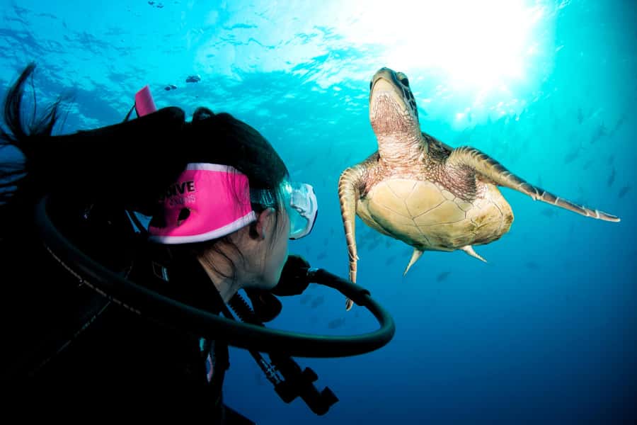 Cairns: Pro Dive Great Barrier Reef 3 Day/2 Night Dive Trip - What happens during the daytime sessions