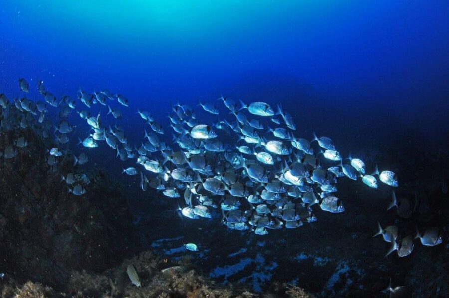 Calvi: Introduction to Diving Dive with an Instructor - Key points to know before you book